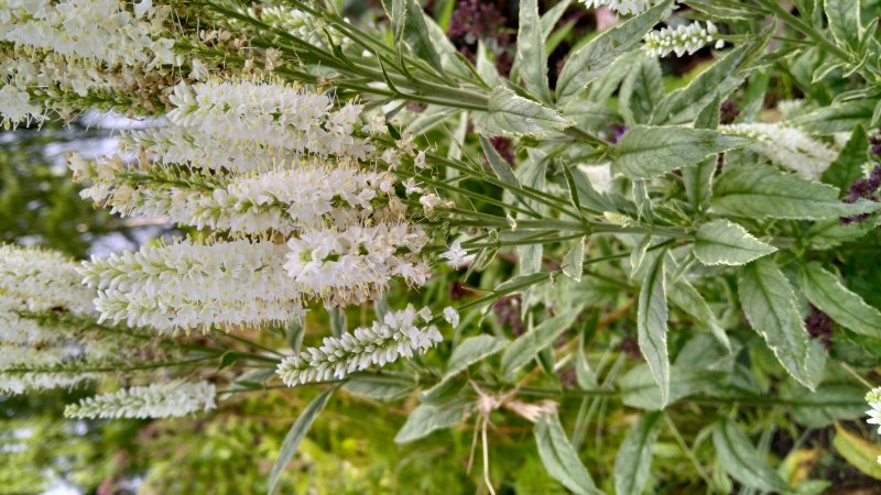 Veronica longifolia 'Charlotte'